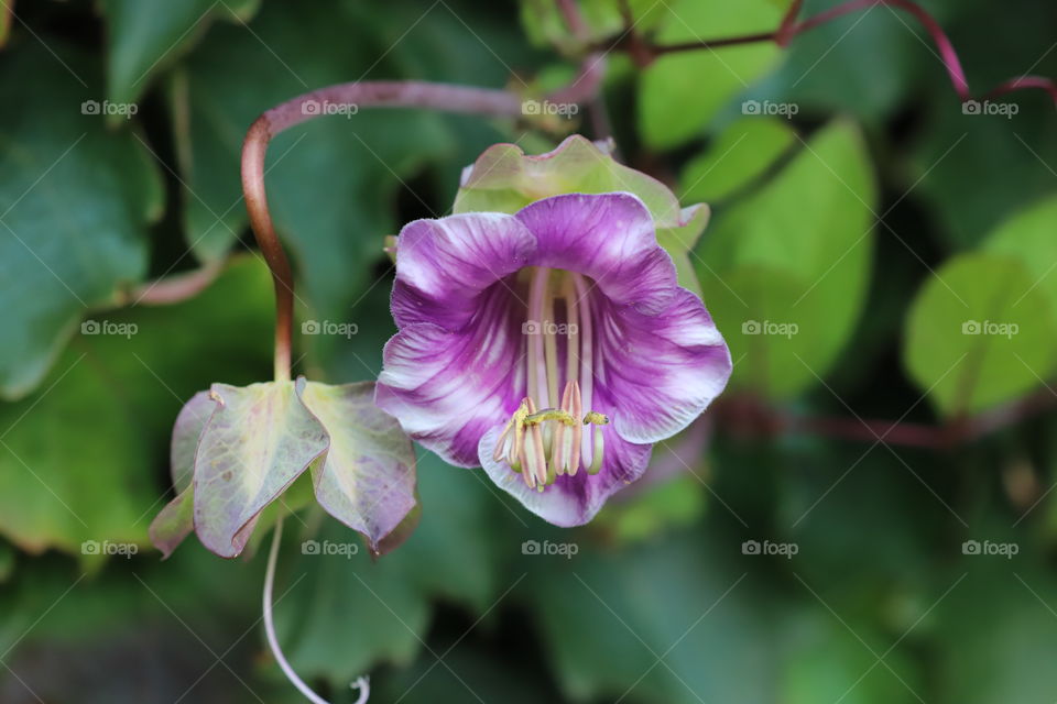 Portrait of a beautiful flower 