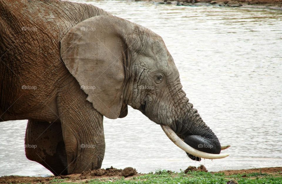 African elephant at a waterhole. Addo South Africa.