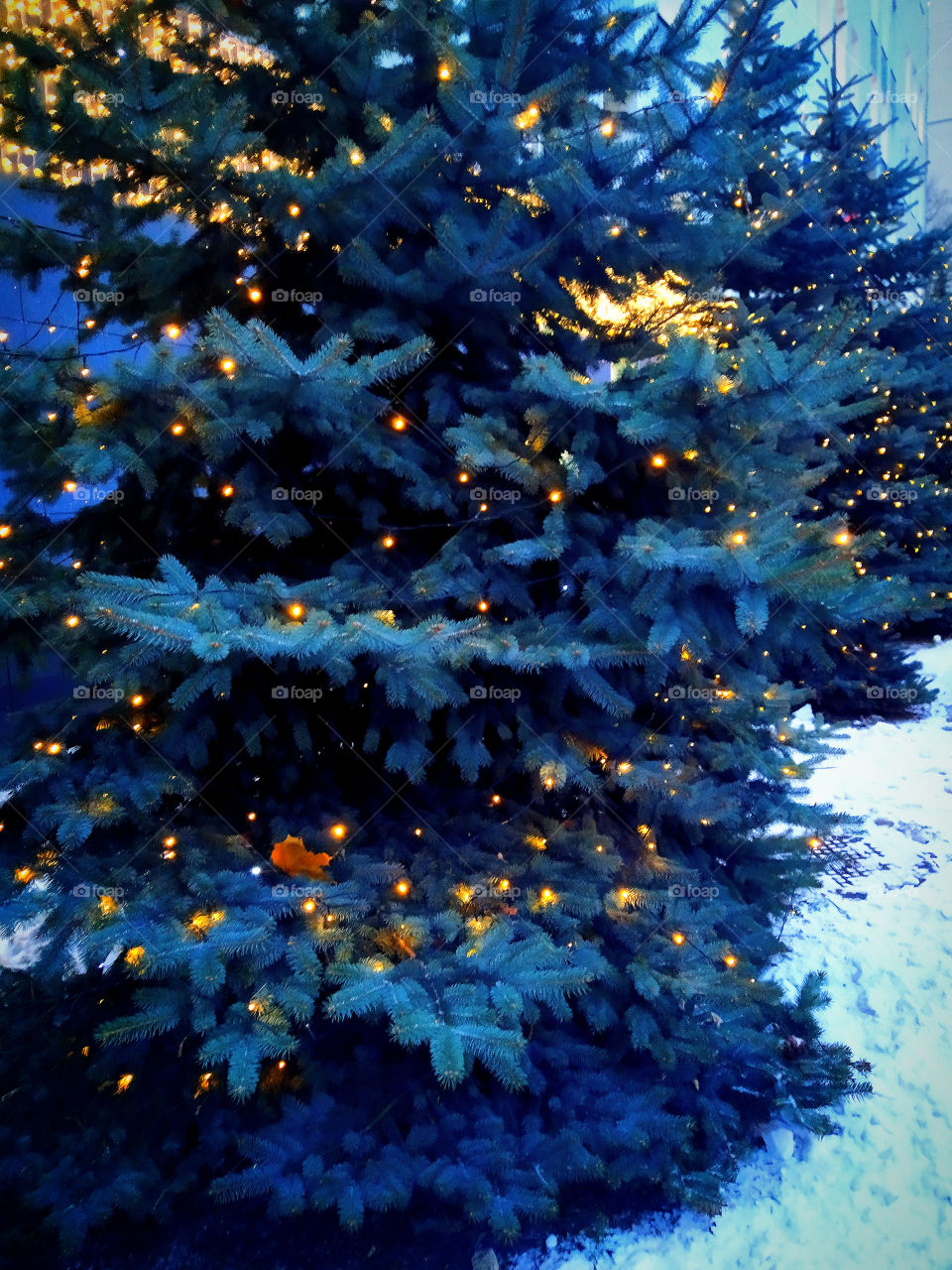Natural Christmas trees with luminous garlands on the background of snow