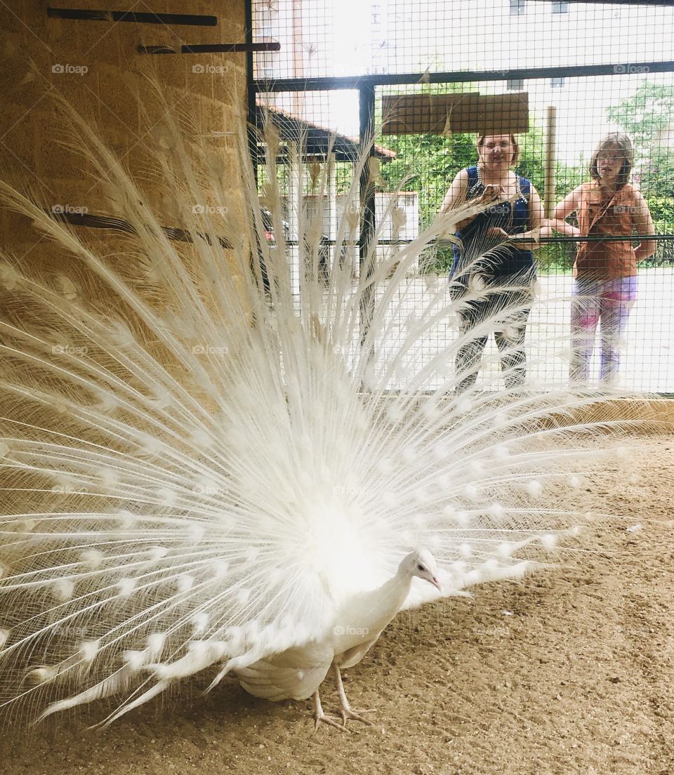 A very cool photo: the white peacock just in time for the open feathers!  What a beautiful bird ... / Uma foto muito legal: o pavão branco no exato momento das penas abertas! Que ave bonita... 🦚