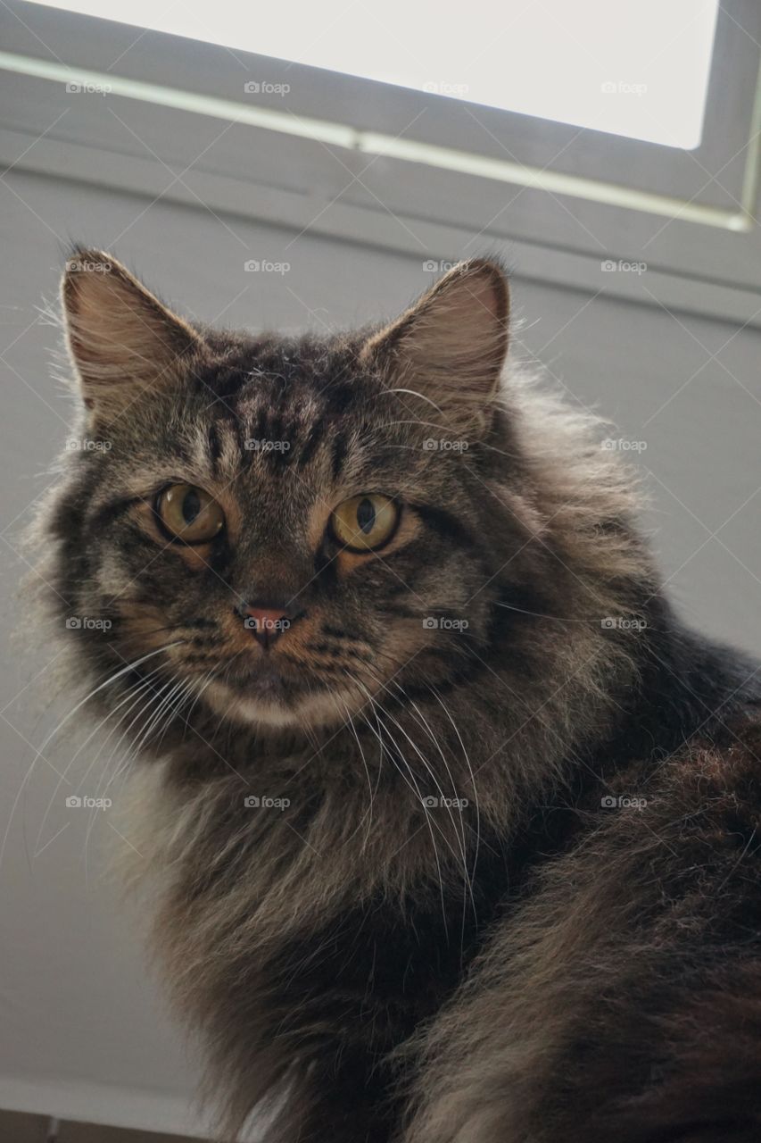 Maine coon
