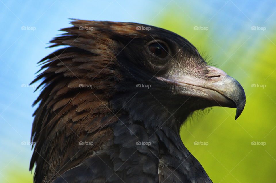 Black Breasted Buzzard native to Australia