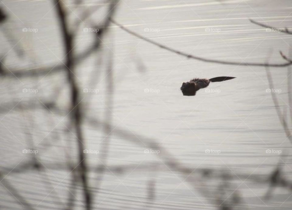 An otter swimming in a pond