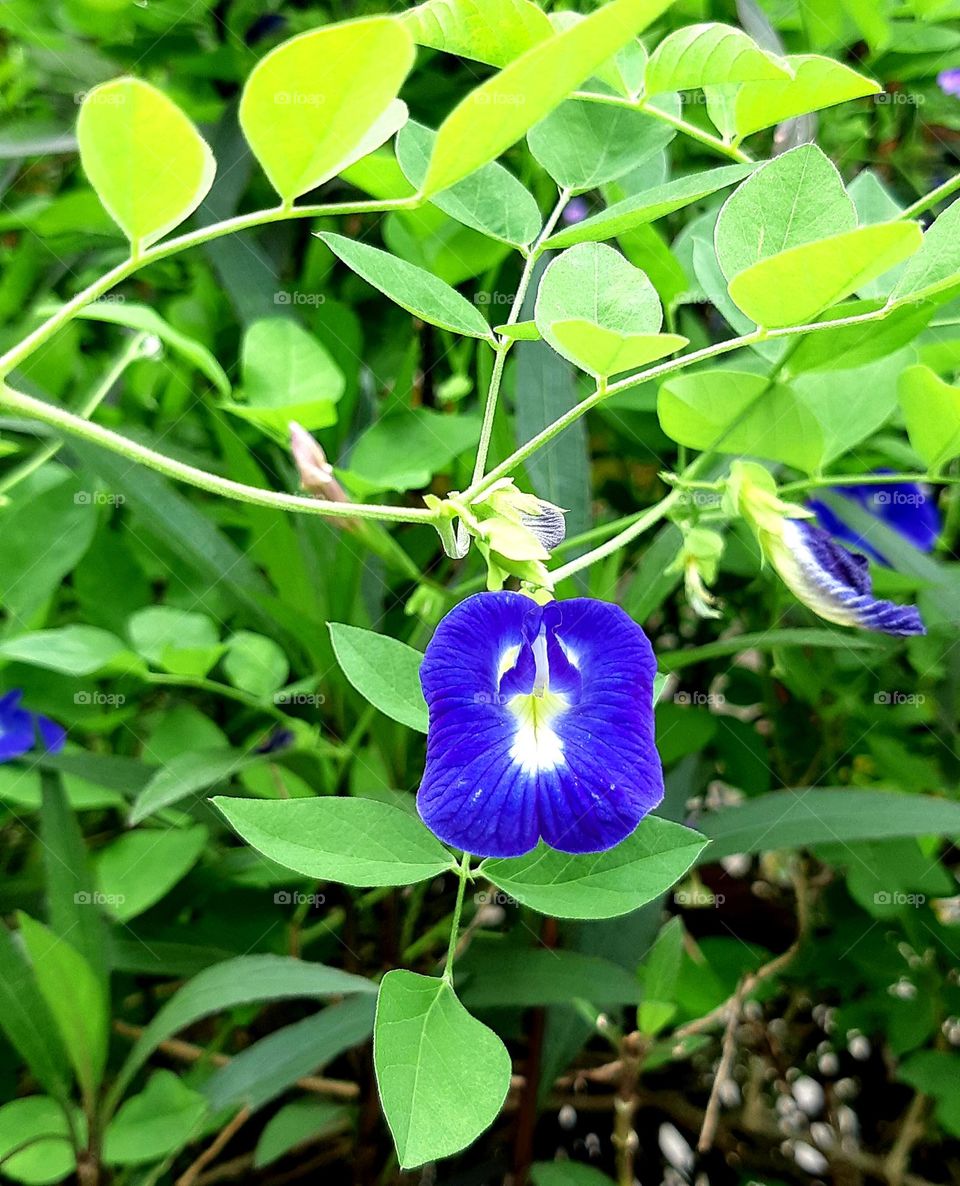 Beautiful clitoria ternatea surrounded by green leaves in the garden