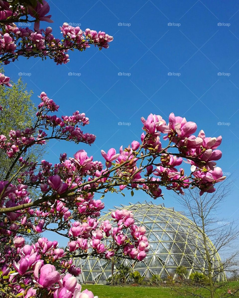 Magnolia in the Botanicalgarden