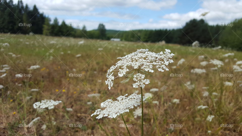 white field flowers