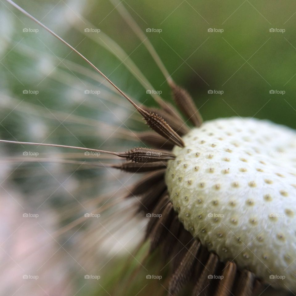 No Person, Nature, Wood, Outdoors, Closeup