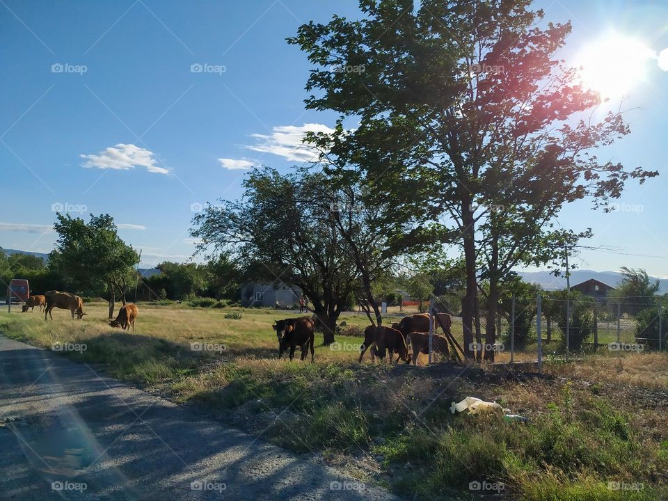 Cows are grazing