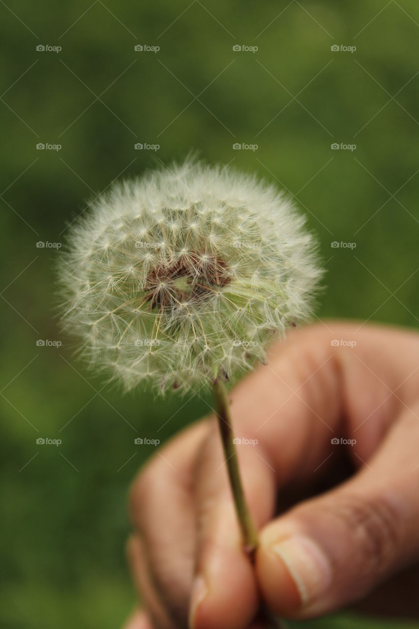 Dandelion 