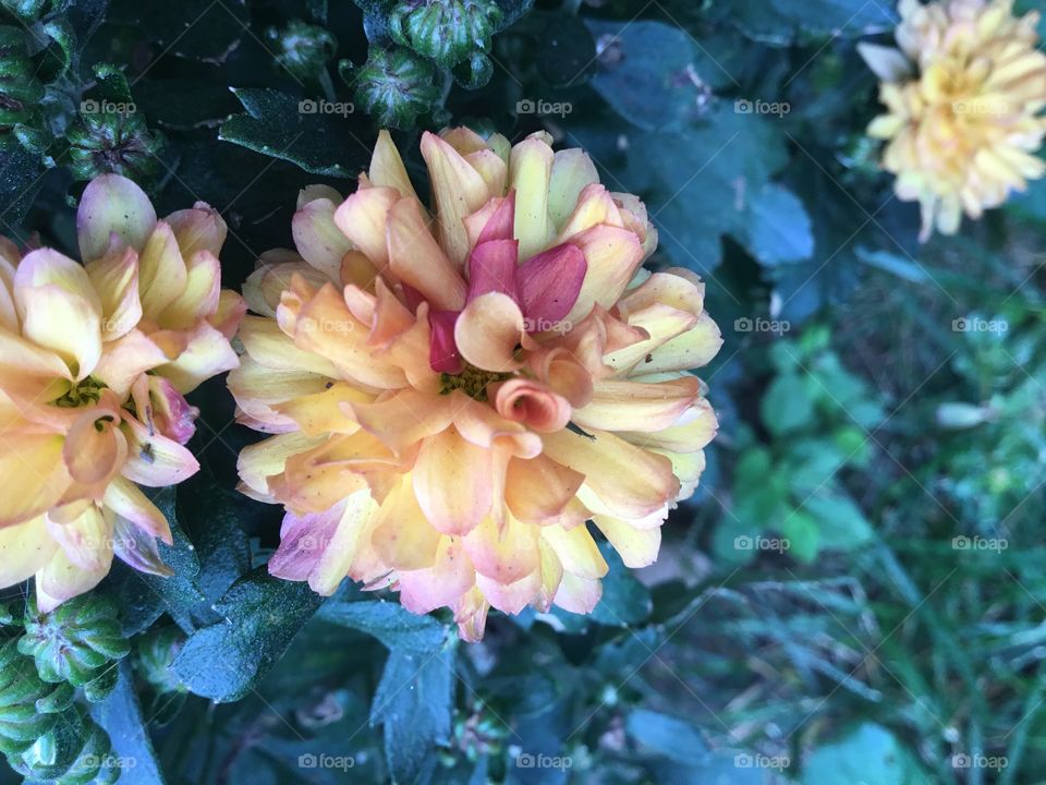 Mums in autumn colors