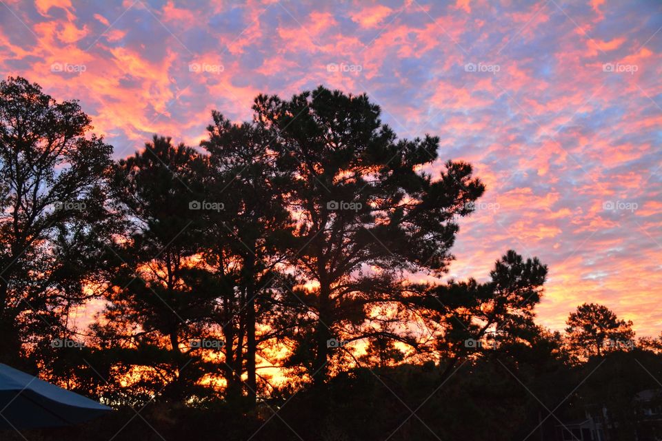 Low angle view of trees against dramatic sky