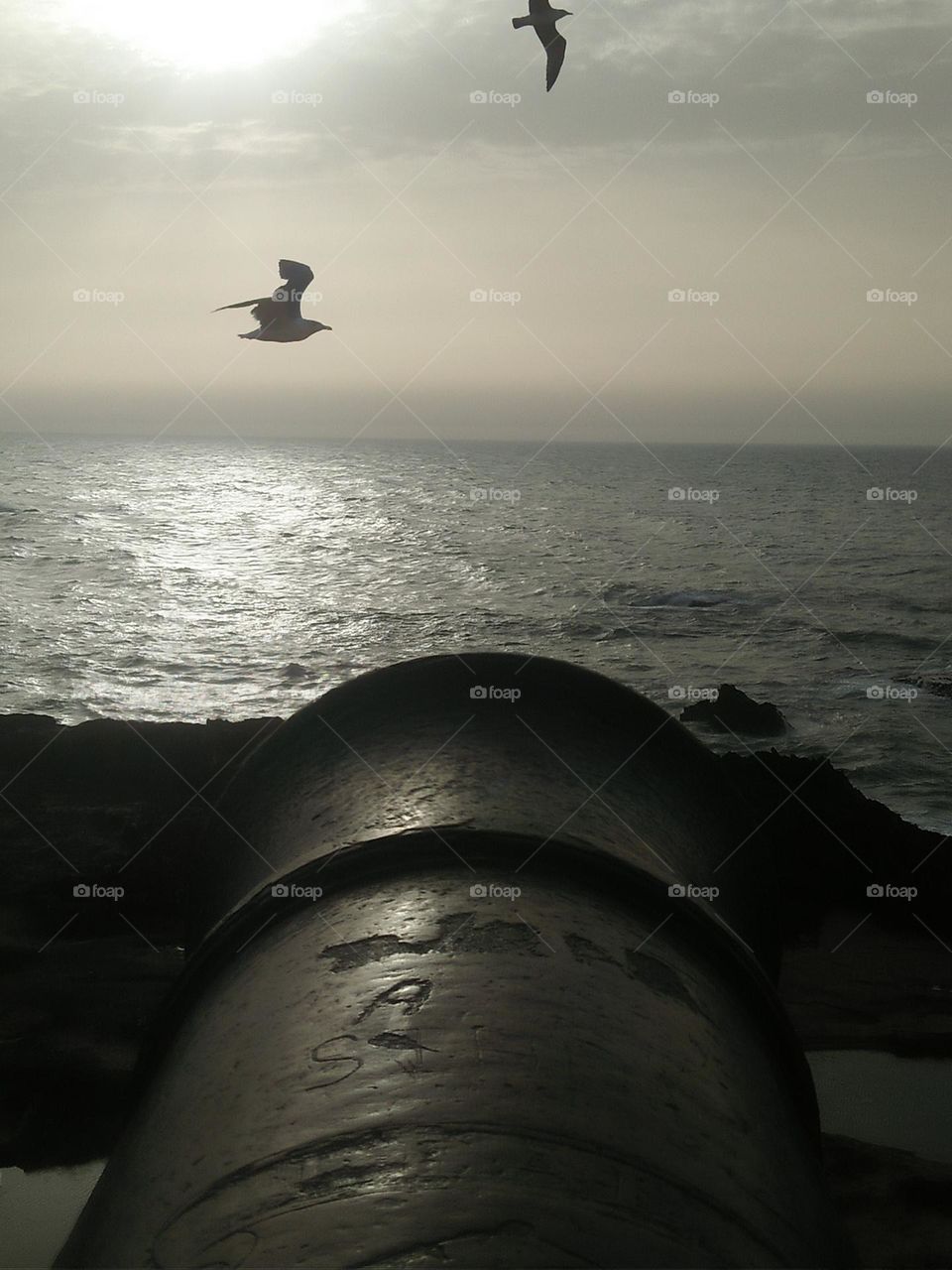 An ancient gun towards seagull.