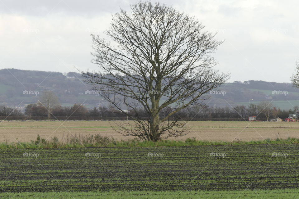 Tree in field 