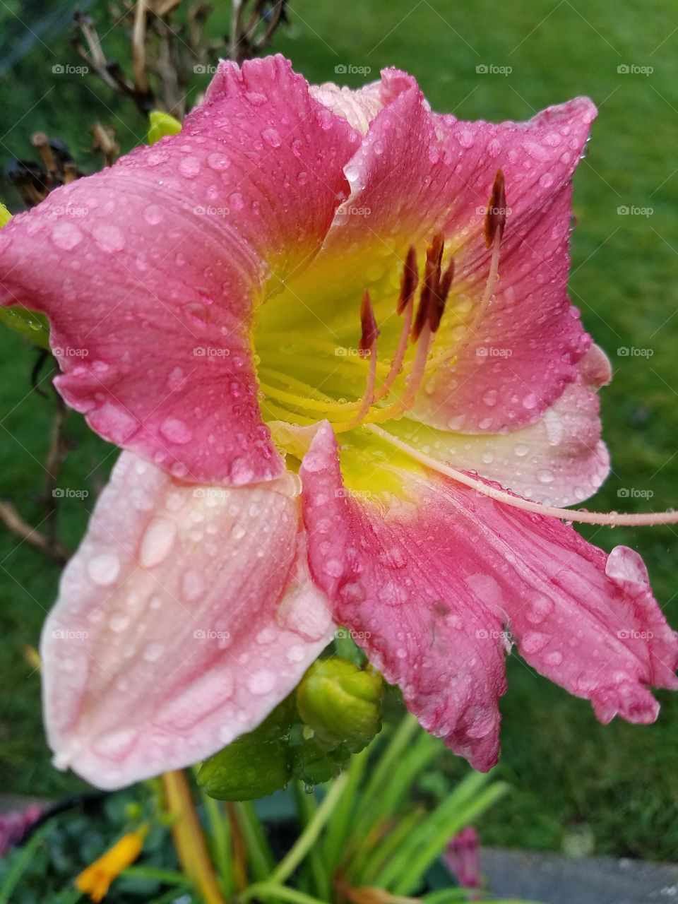 raindrops on flower petals