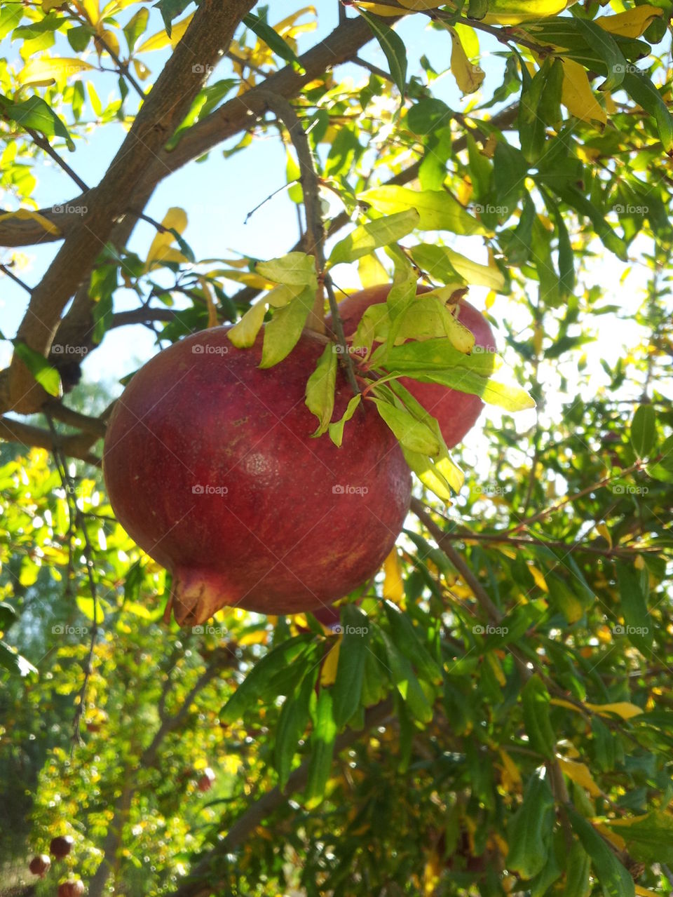 pomegranate