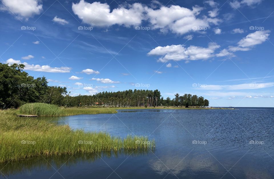 Nature by the lake, summer in Sweden