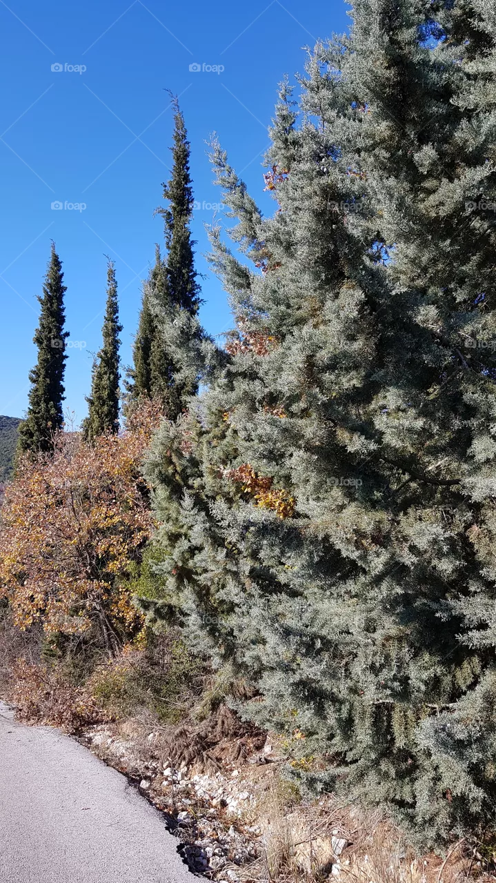 Trees