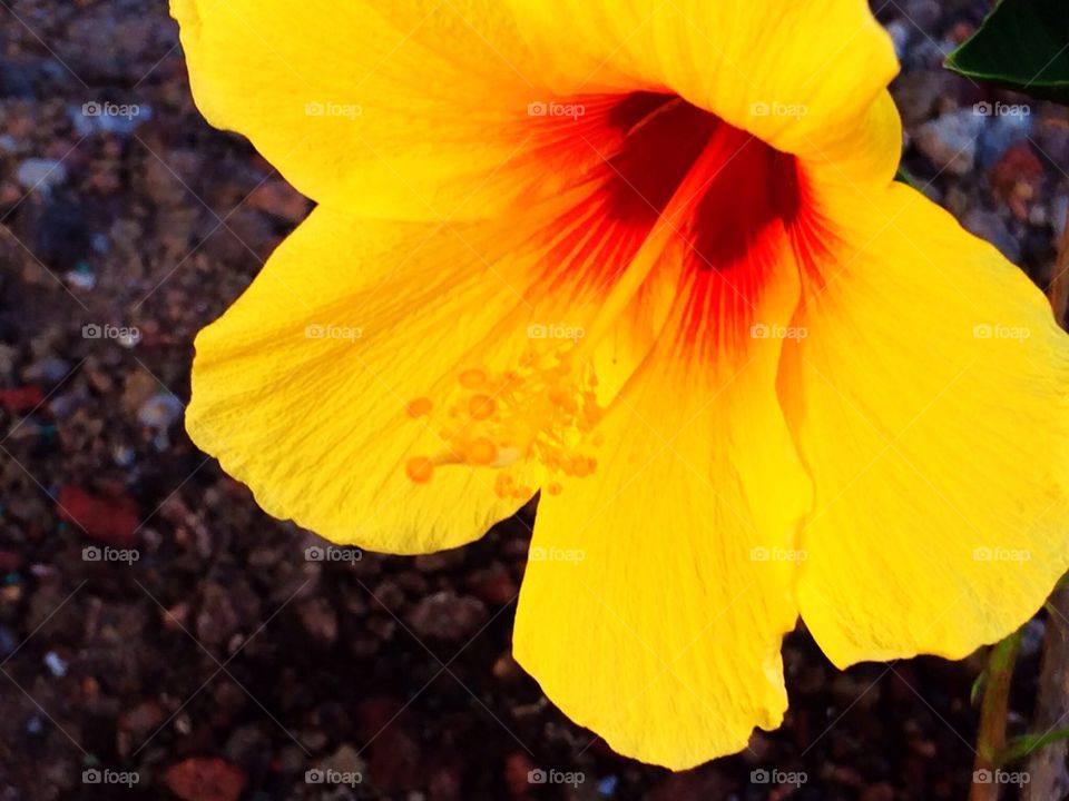 Flower of Hawaii 