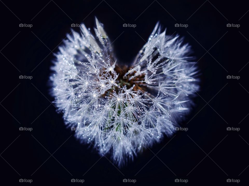 Dandelion heart created by creativity and rain... 