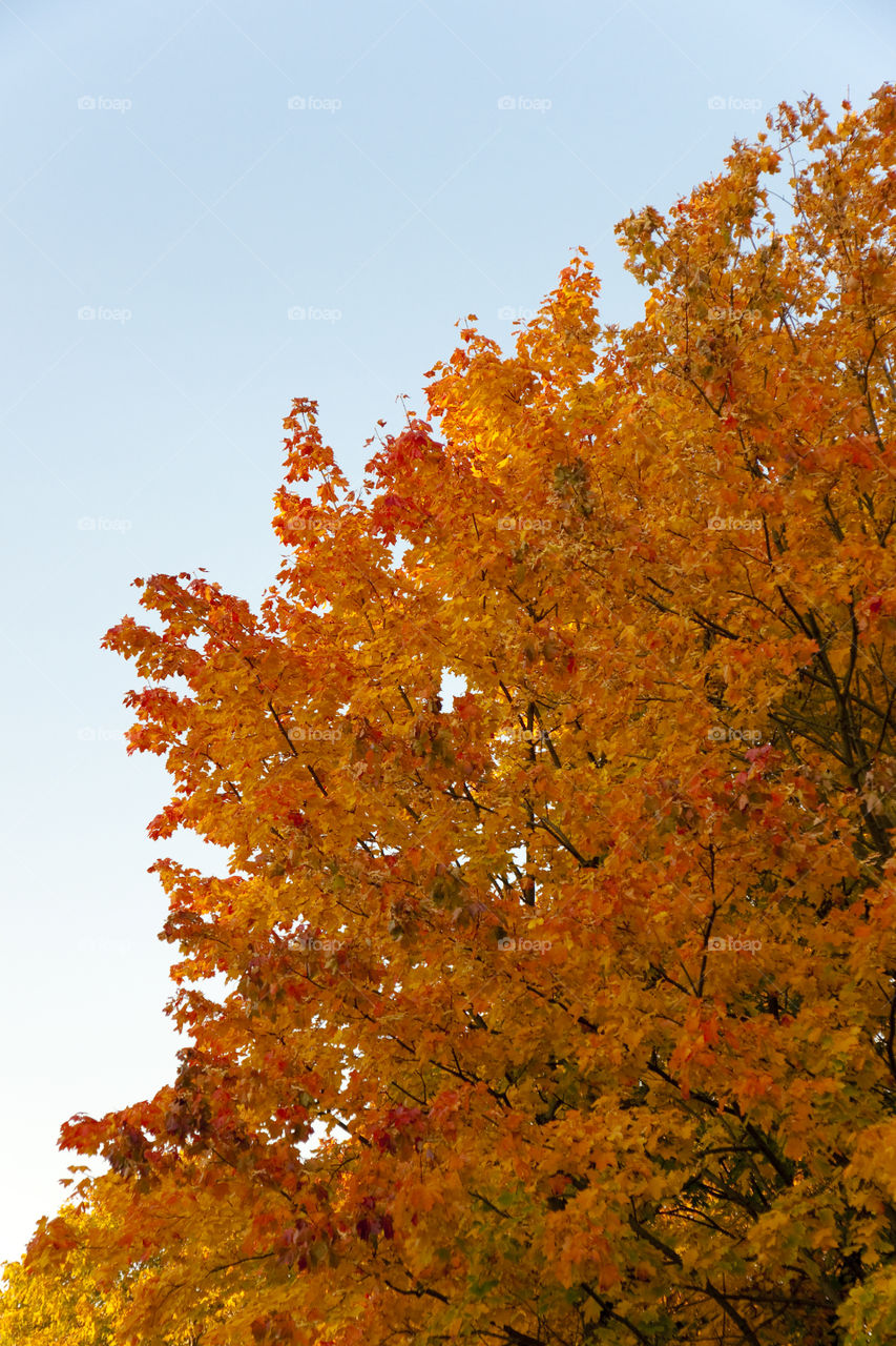 Gold autumn tree