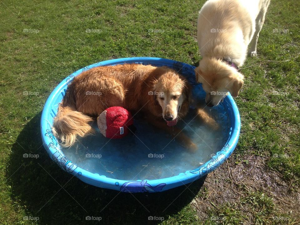 Puppy Pool