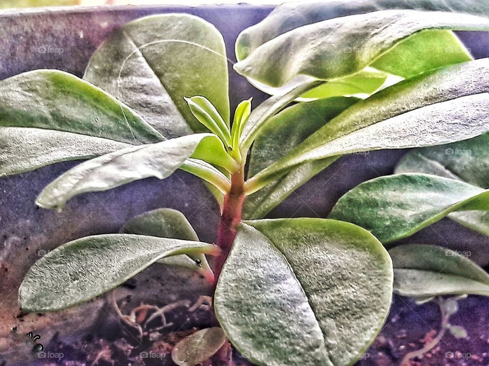 Live happily. Your tree of life cannot die from losing a leaf

~D.Wijaya