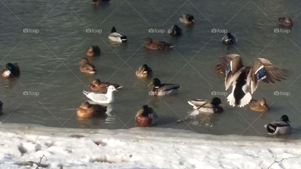 Duck flies into the ditch