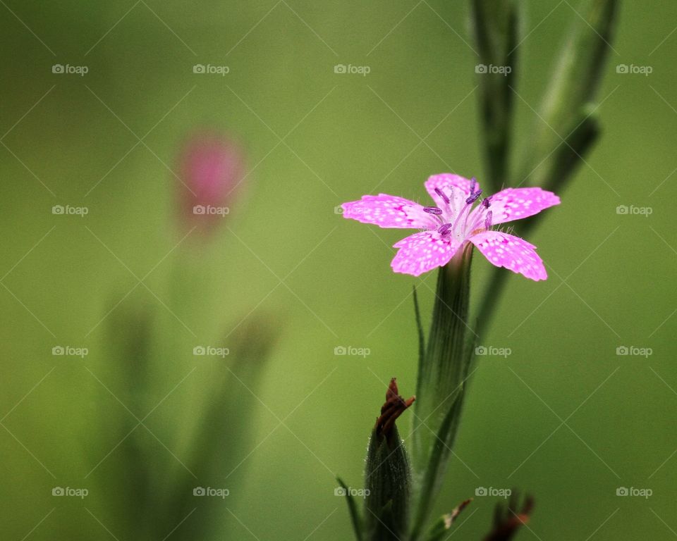 Pink wildflower