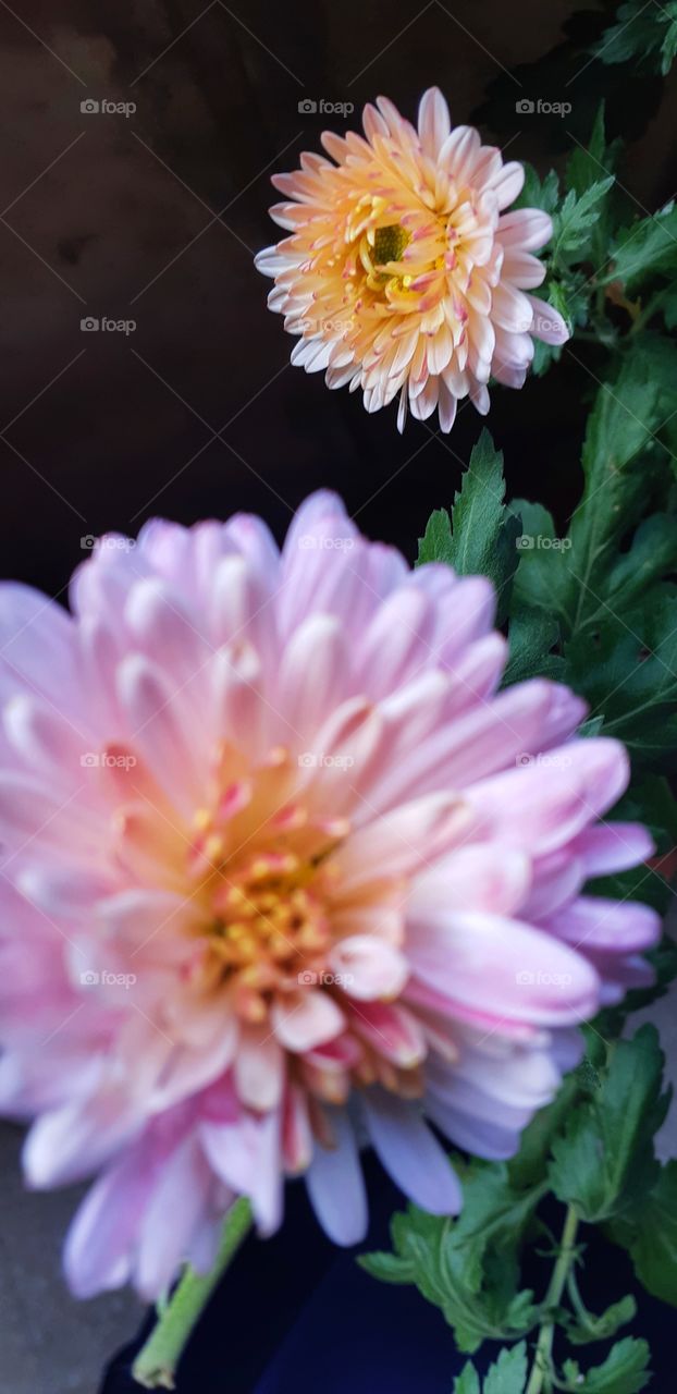 sometimes its good to be out of focus!