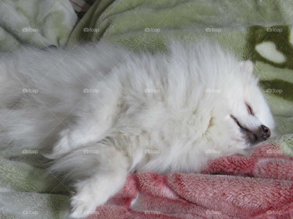 my favorite dog, a white german spitz is resting