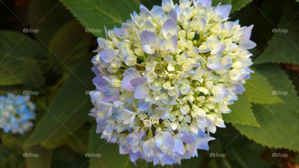 Esta imagem é fenomenal cada planta é uma pétala de felicidade misturada na simplicidade da vida em nosso planeta.