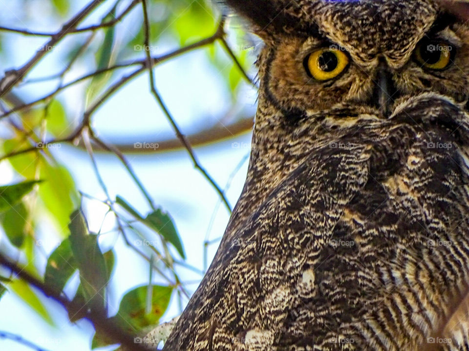 Great Horned Owl