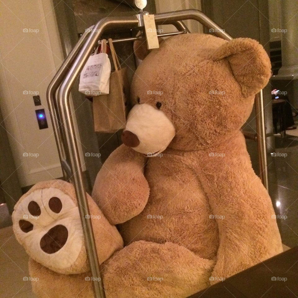 bear in the hotel