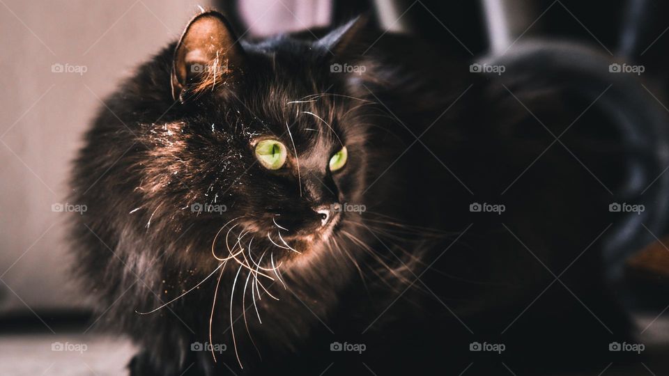 Light brushing off Octavia’s fir.