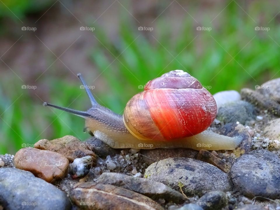 Snail