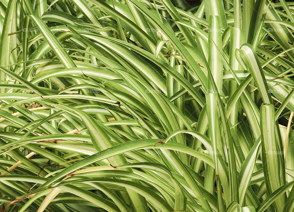 a Green plant