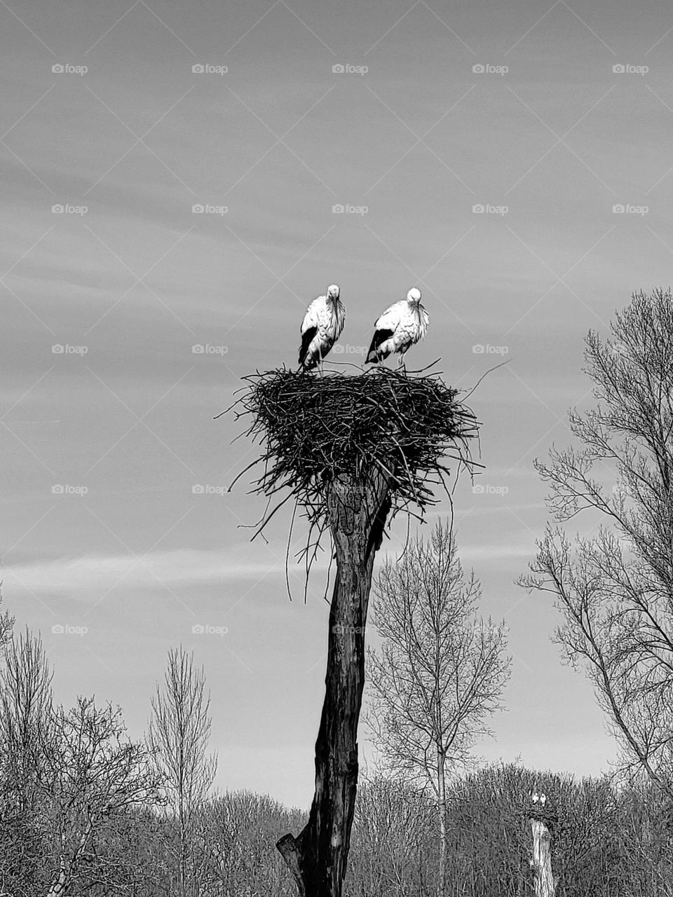 Storks nest in the Netherlands