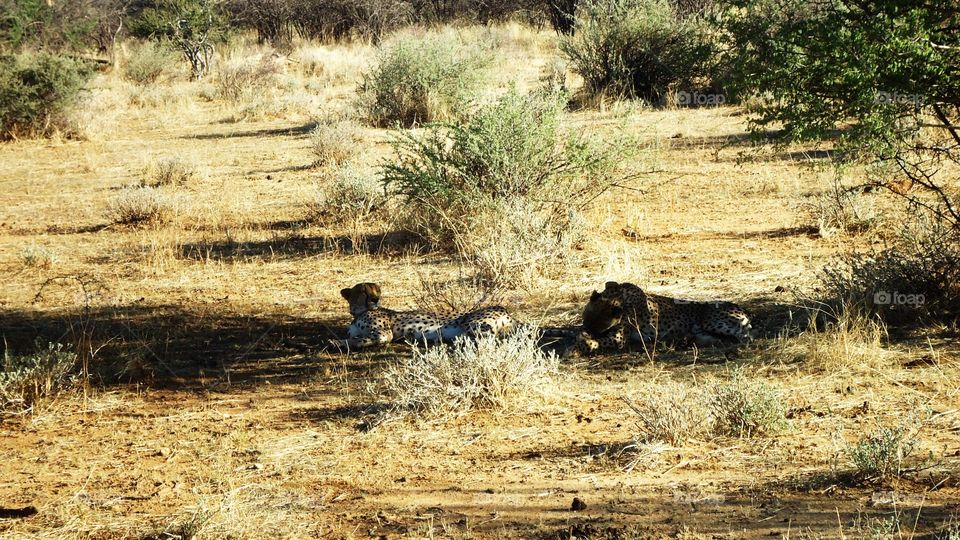 Cheetahs relaxing in the shade