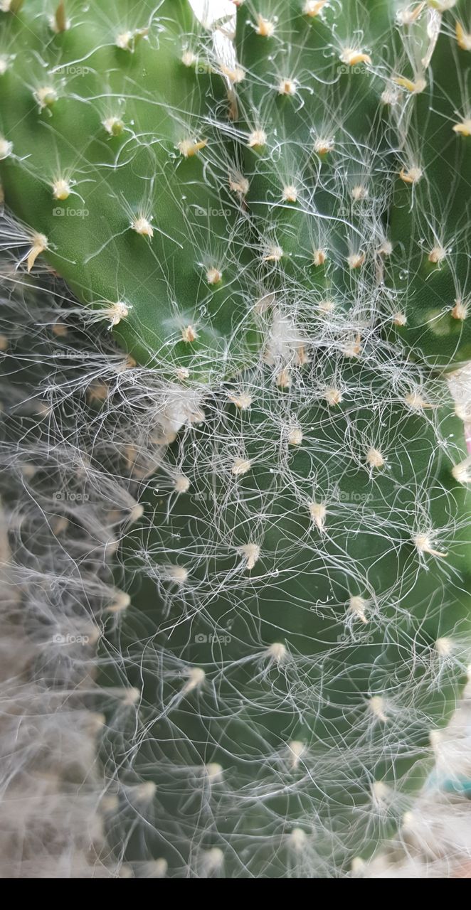 snow cactus