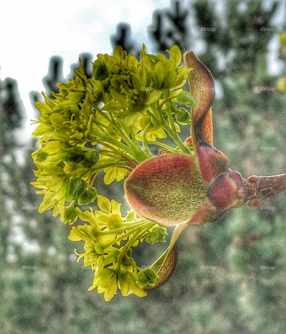 Maple blossom 