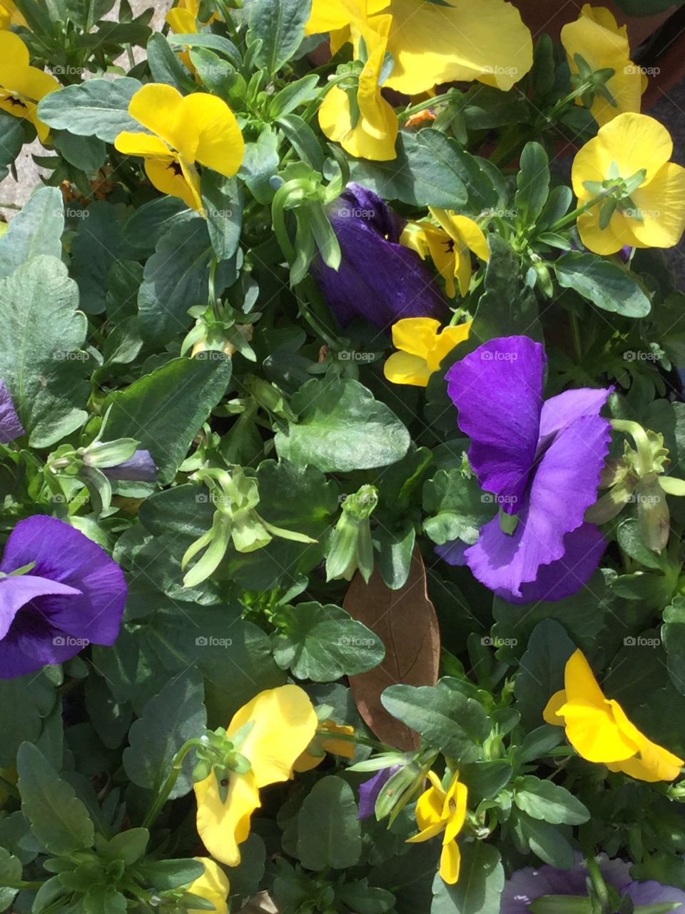 Pansies