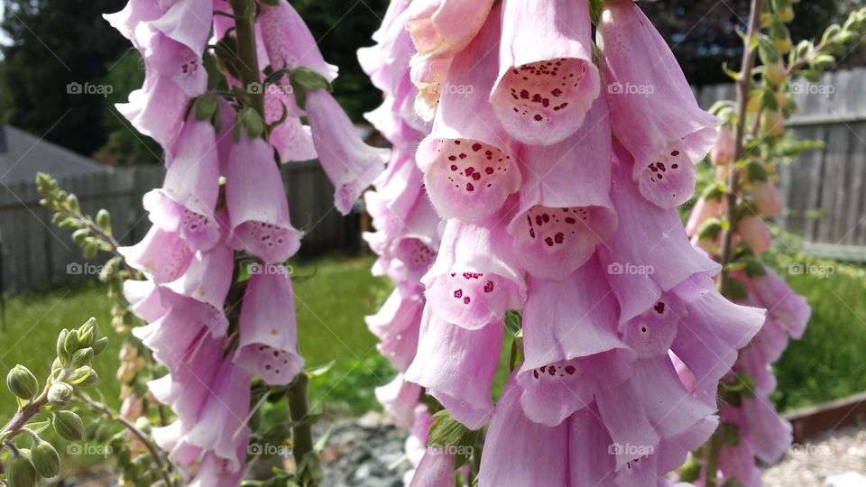 Foxglove. Backyard flowers.