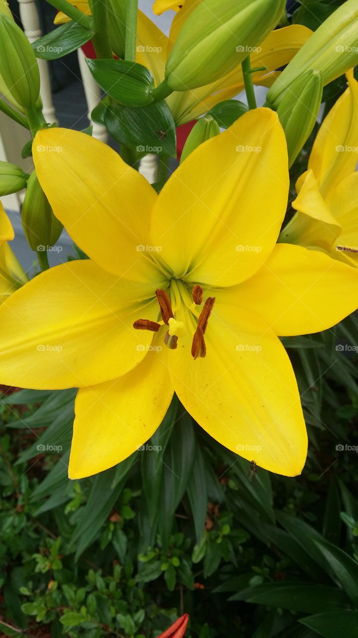 huge burst of color by Noel