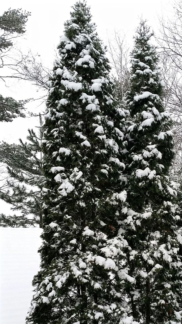 winter trees. snow covered