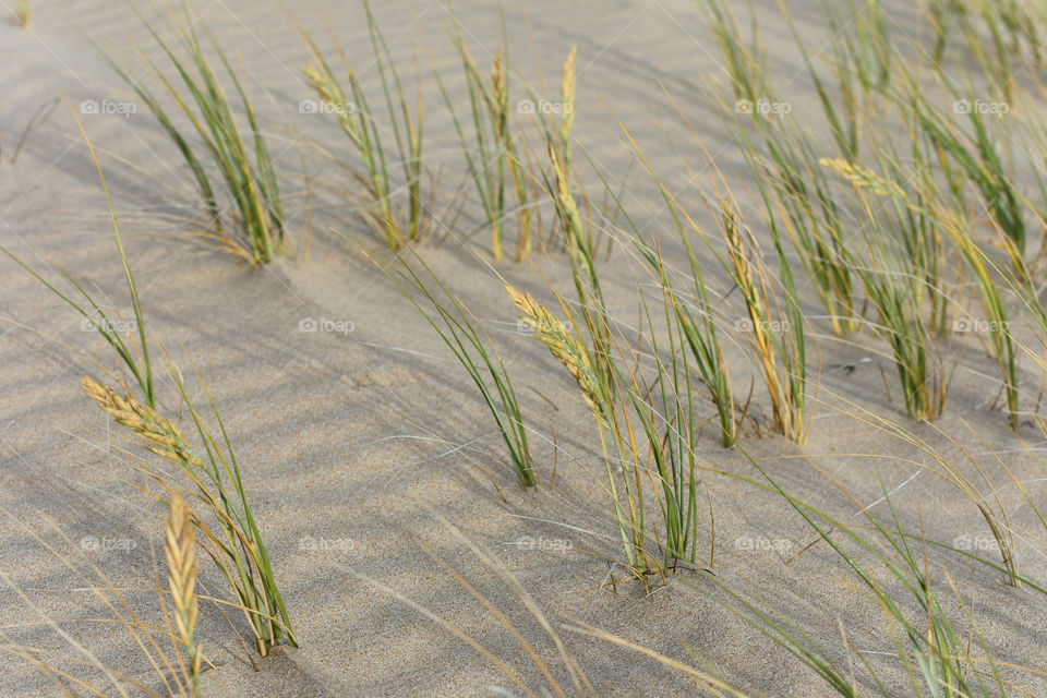Dune Grass Blowing In Wind On Rippled Sand