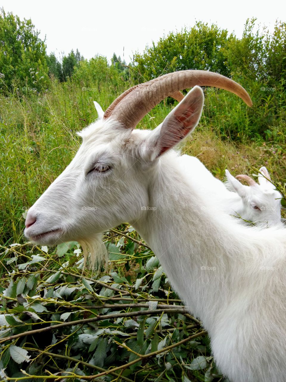 коза Машка.
