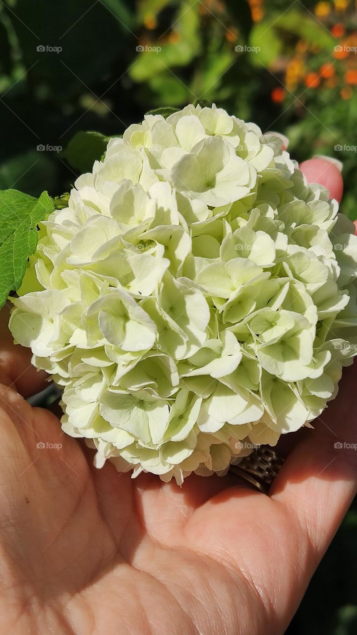 Snowball flower