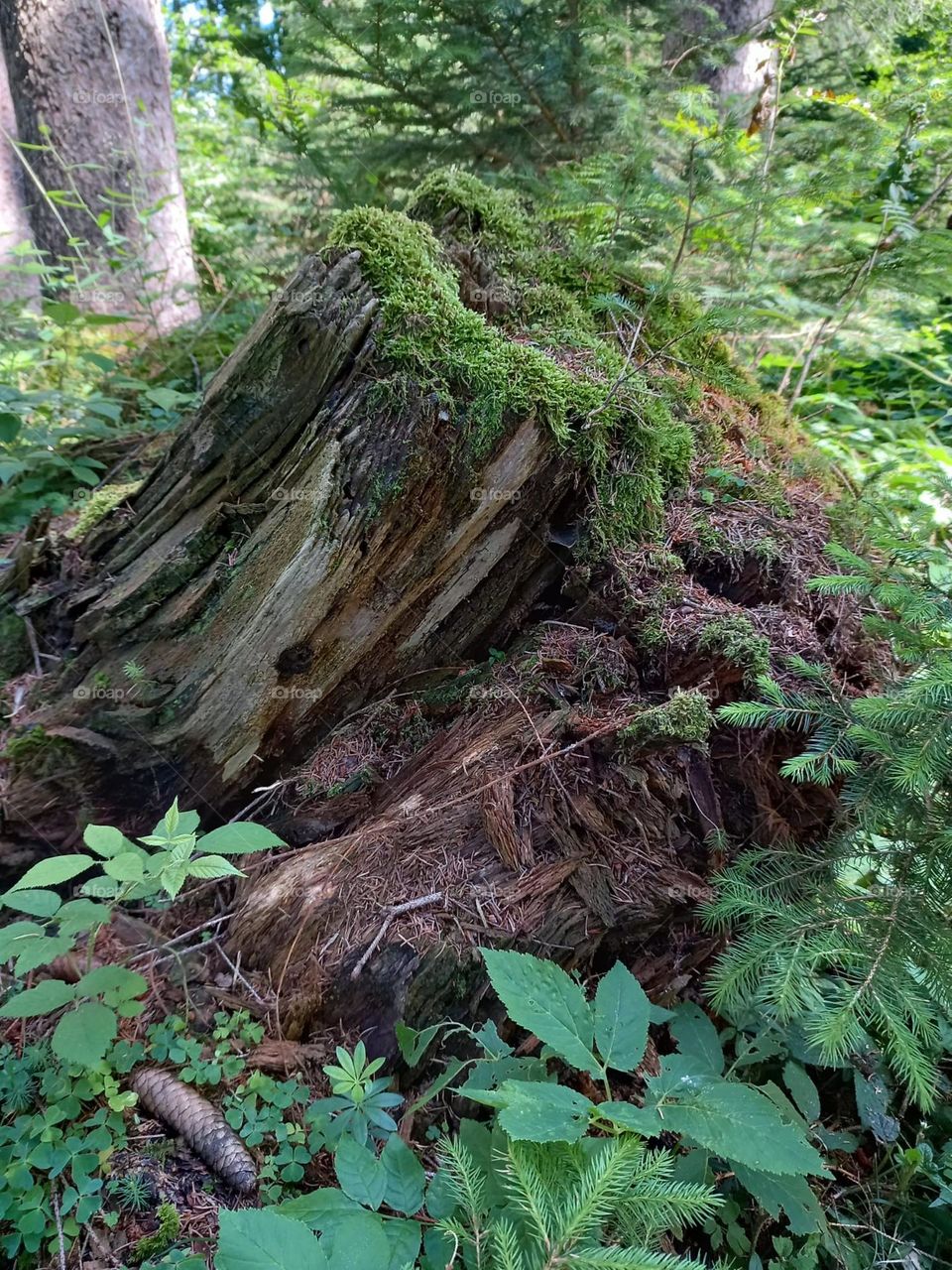 Mossy Tree Trunk in Forest