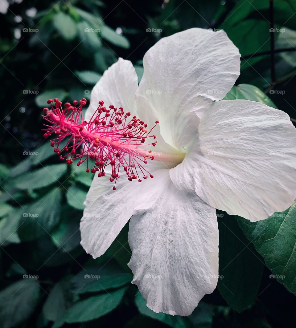 Pink and white hibiscus—taken in Chicago, Illinois 