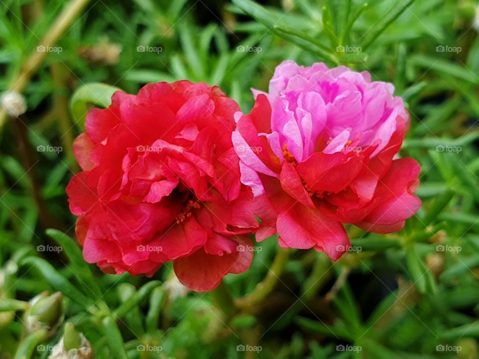 the portulaca grandiflora